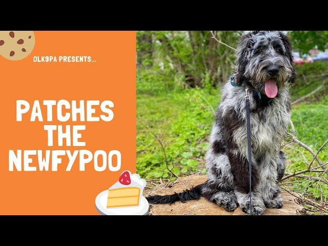 Best Dog Trainers in the Lehigh Valley ||| 6 Month Old Newfypoo, Patches