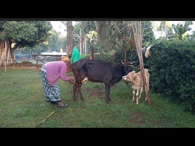 Farmer Issa is live! Live from My home