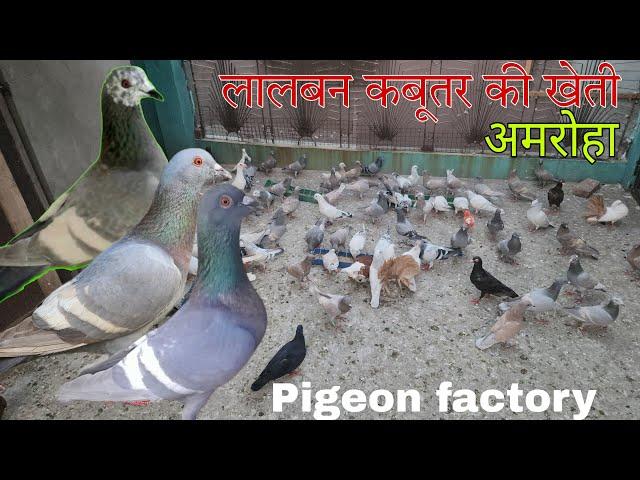 लालबन कबूतर की खेती। Lalban breeder full setup in Amroha. 9520465555 Ziya bhai