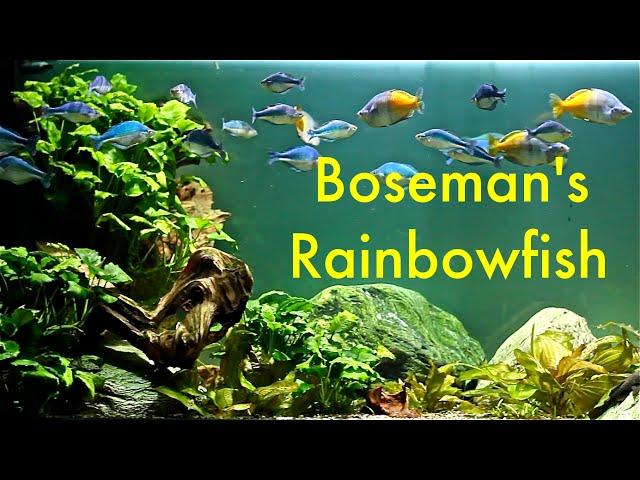 Melanotaenia boesemani - Boeseman's Rainbowfish