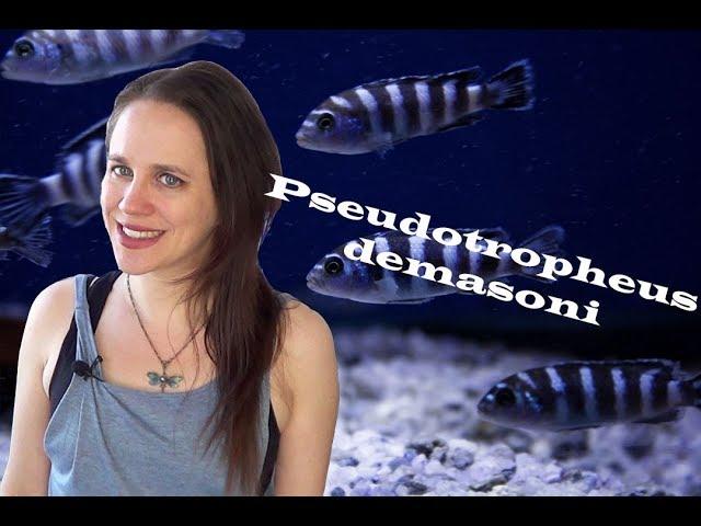 Pseudotropheus demasoni Aquarium - Breeding Colony & Care Information