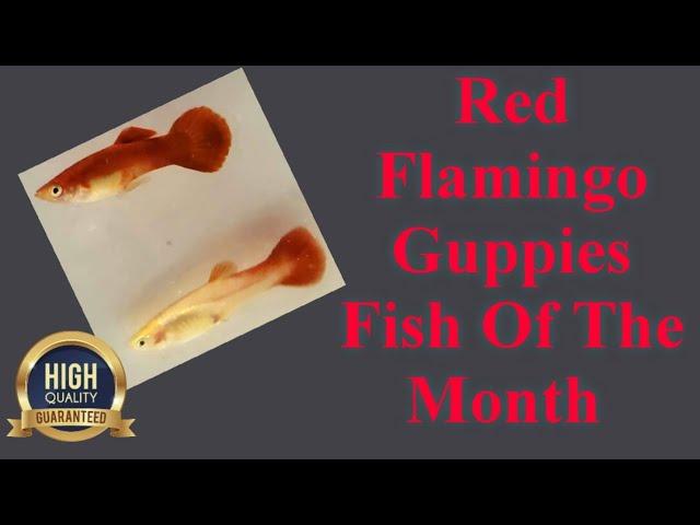 Red Flamingo Guppies | Fish Of The Month