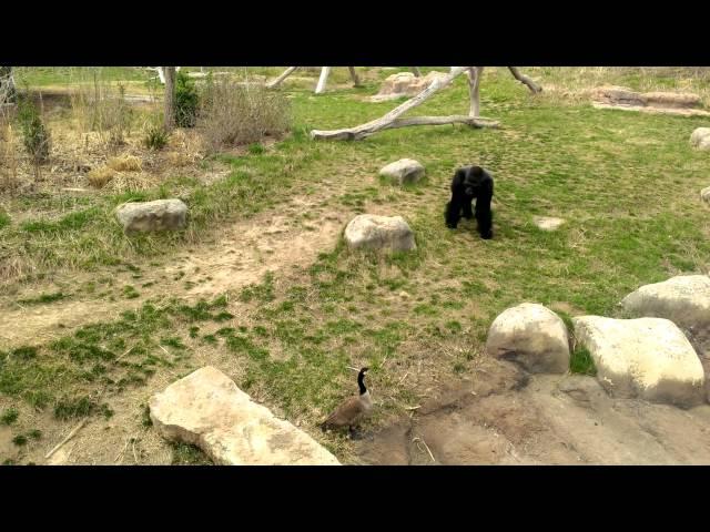 Gorilla vs. Goose