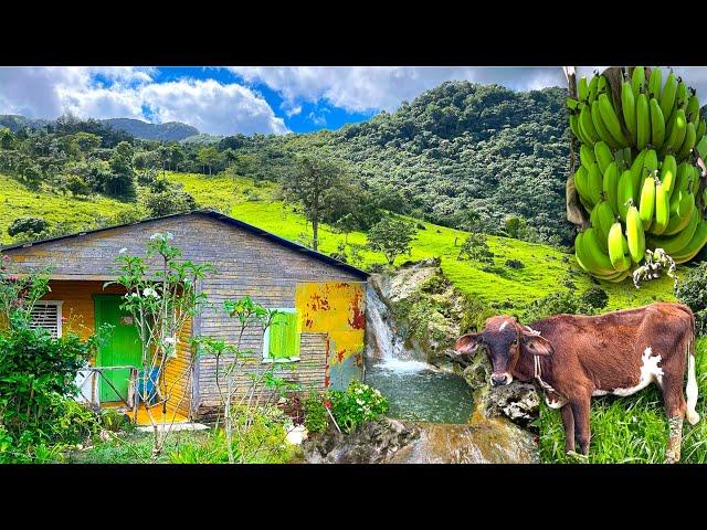 ESTE CAMPO TIENE DESDE LA CREACIÓN DEL MUNDO SIN ENERGÍA PERO ES BELLO Y PRODUCTIVO RD