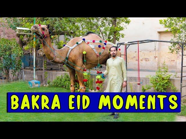 Bakra eid moments l Peshori vines