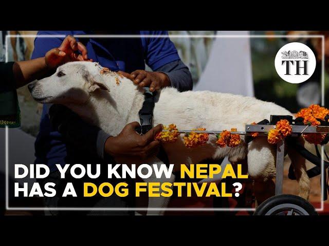 Did you know Nepal has a dog festival? | The Hindu