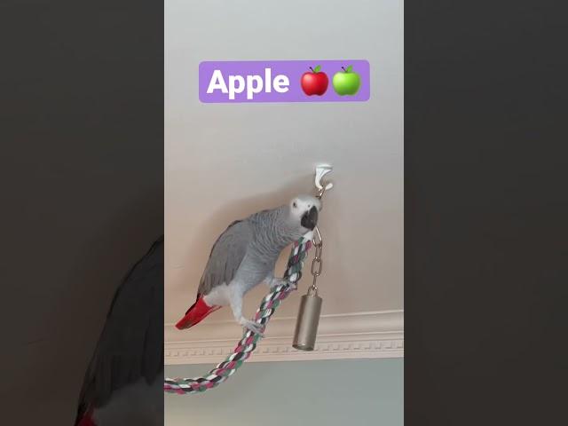 Symon the African Grey Parrot asks If you wanna go for apple#africangreyparrot #talkingparrot #cag