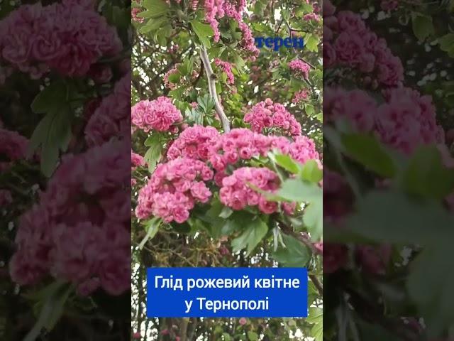 Рожевий глід квітне у Тернополі