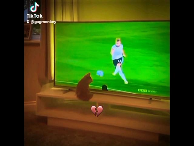  Cat TRIES to play GOALKEEPER!! #shorts #subscribe #goalkeeper #cat #funny #soccer #funnypets