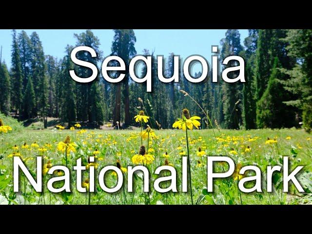 Best Activities in Sequoia Kings Canyon National Park