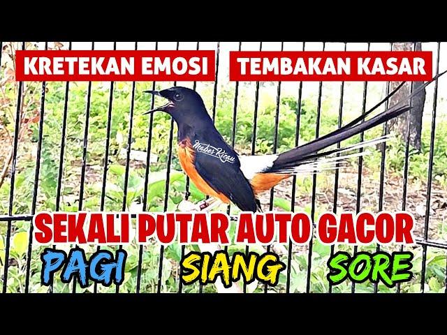 PANCINGAN MURAI BATU GACOR EMOSI‼️ BIKIN MURAI BATU APAPUN LANGSUNG NYAUT BUNYI DAN EMOSI