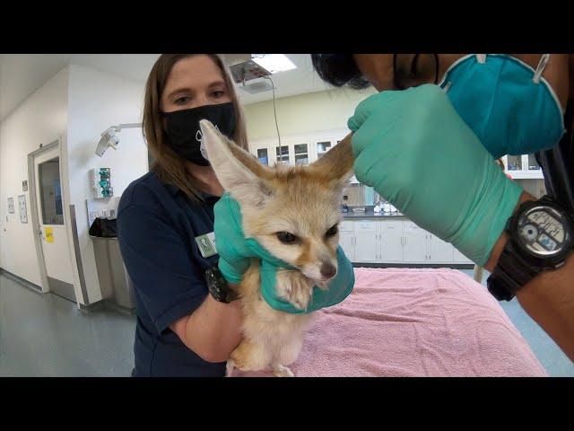 Vet Techs Care For Animals At The Zoo And Around The World