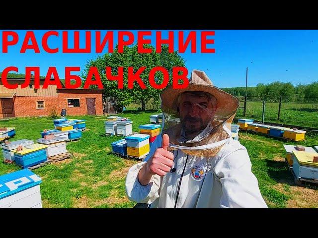 Шикарные расплоды у отводков сформированных из нуклеусов в августе 21года/сибирский пчелоблог