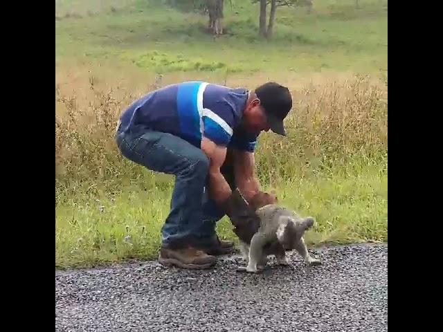 "Angry Little Fella": Queensland Man Rescues Growling Koala From Road