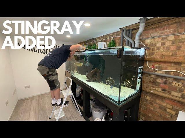 I HAVE BOUGHT MY FIRST STINGRAY