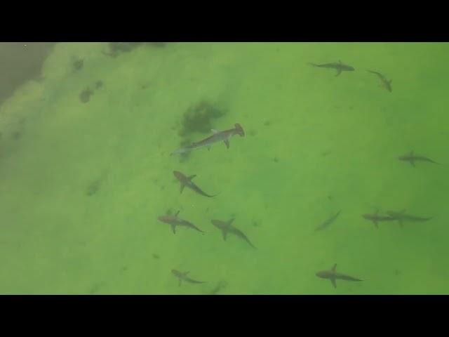 Huge hammerhead and other sharks Caladesi Island 