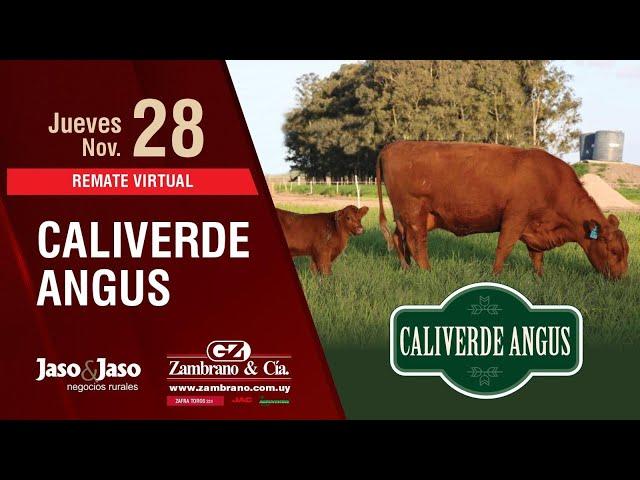 2024-11-28 CALIVERDE ANGUS SALE