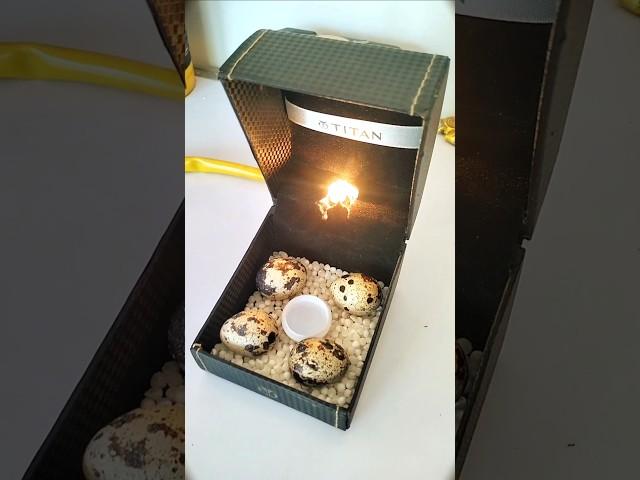#incubator how to make an incubator#experiment #diy#chicken#youtube#shortsvideo #egg #hatching