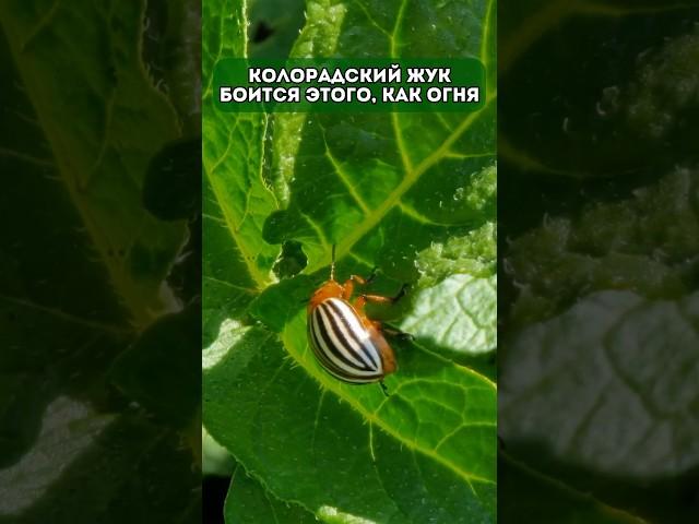 Колорадский жук боится этого, как огня #урожай #цветы #садоводничество #садовод #дача #огород #сад