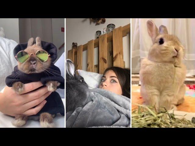 Os Coelhos mais FOFOS e ENGRAÇADOS do TikTok | Animais Fofos