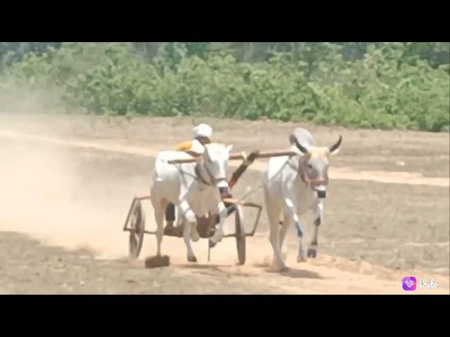 अंतरा पट प्रतियोगिता सेकंड दौड़  ox race compitition  good performance