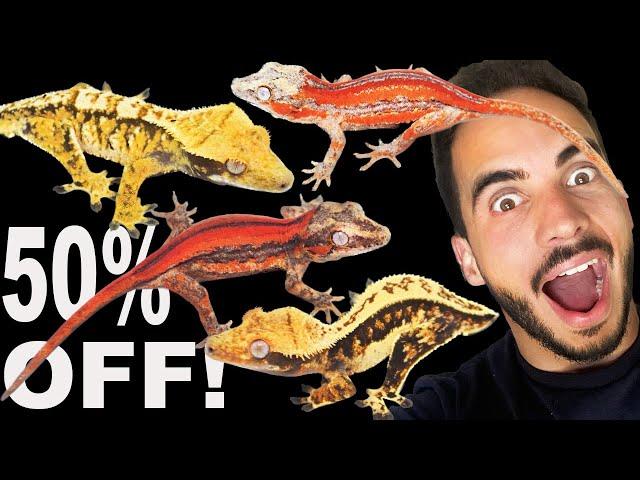 TikisGeckos Black Friday Sale Preview! 50% OFF!