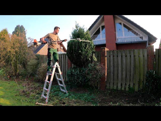 Kustorez.  Restoration of the blue Cypress Topiary