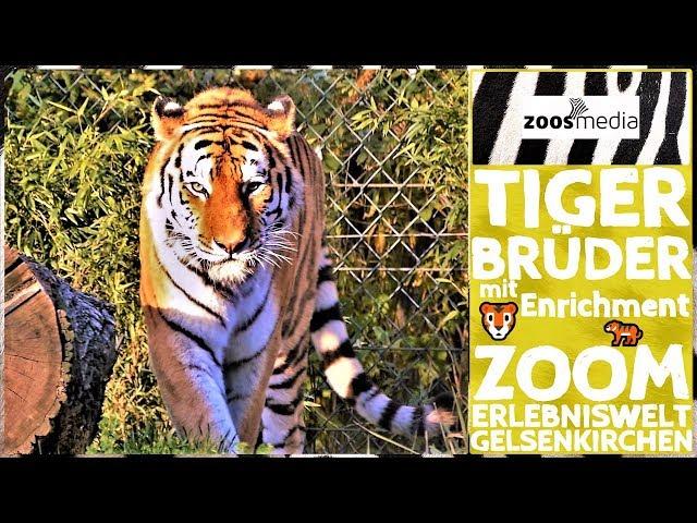 Tiger Brothers  in the ZOOM Adventure World in Gelsenkirchen  | zoos.media