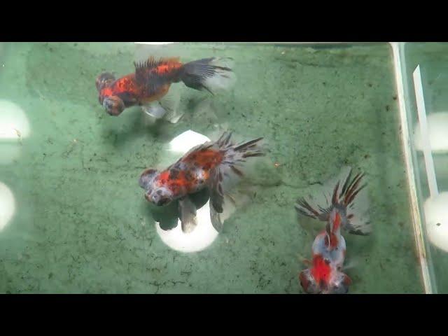 3x Calico Moor Goldfish (B2S17) Fishchick Aquatics Auctions