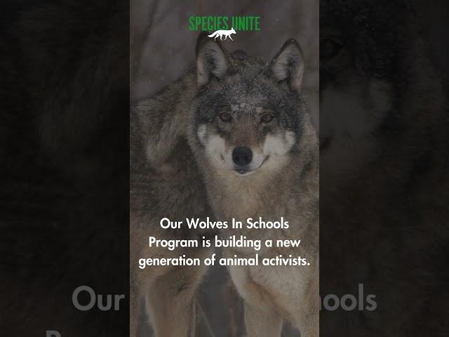 Do you know a teacher?  #teaching #wolves #lessonplan
