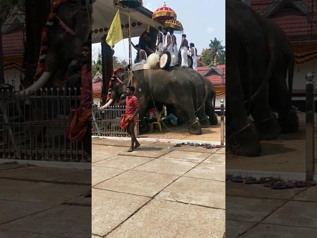 Temple festival #the real snaps #trending #youtubeshorts