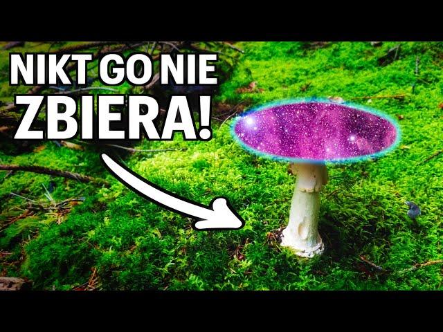 GRZYB, którego nikt nie zbiera... Amanita Muscaria | Muchomor Czerwony