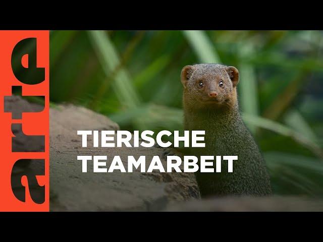 Teamwork | Die Sprache der Tiere | ARTE Family