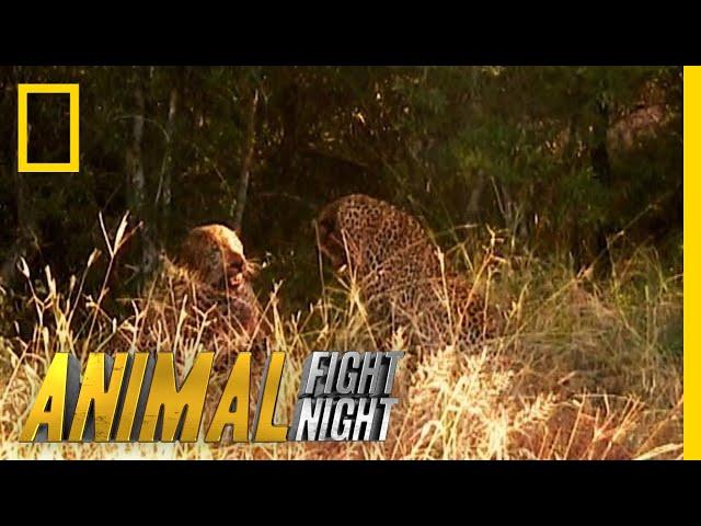 A Leopard Duel Means a Bloody Battle | Animal Fight Night