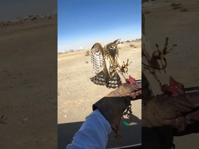 تدريب فرخ الباز على السيارة goshawk . BAAZ . arab falconry .baaz training