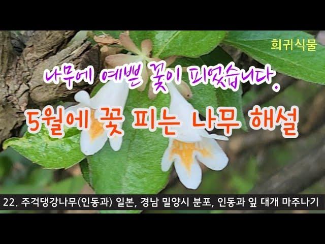 한국의 나무 - 5월 포천 국립수목원에 꽃 피는 나무 33종 해설