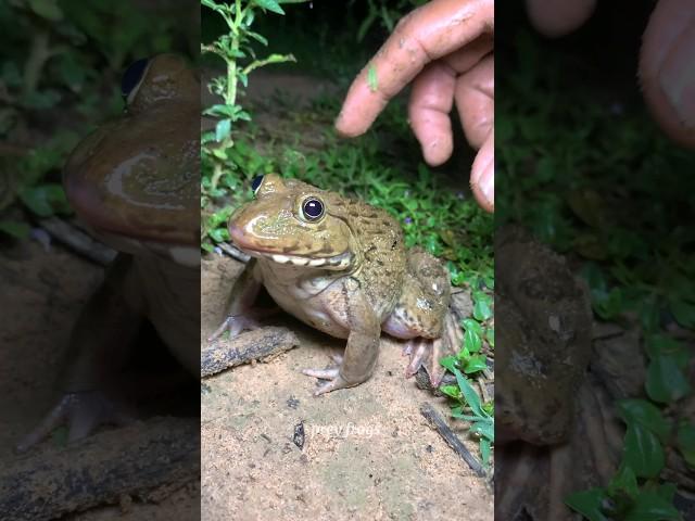 Fun Catch frogs | catch frog funny catching big froggy #shorts