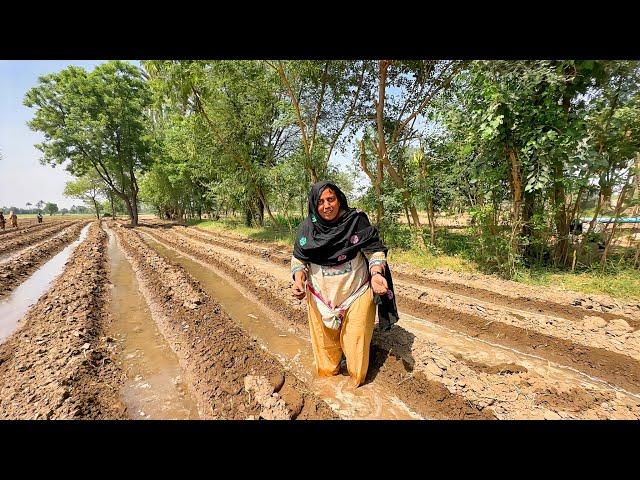 Village Women Daily Working Routine In Fields || Village life Pakistan 