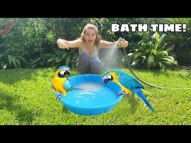 BABY MACAWS GET THEIR FIRST BATH!