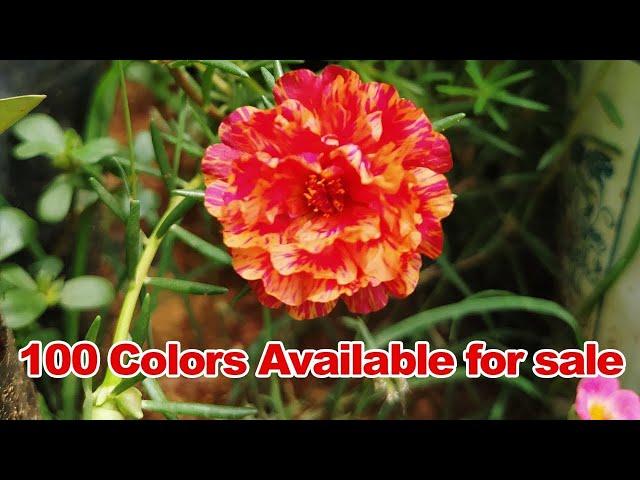 #Portulaca 30 colors for sale online - Pathumani Poovu -Table Rose - WhatsApp : 8248414402