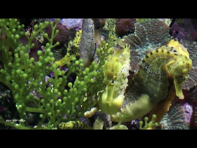 Fish Sea| HD | 4K| Vlogs|