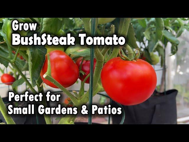 How to Grow Perfect Tomato in Small Gardens and Patios | From Seed to Harvest (BushSteak Tomato)