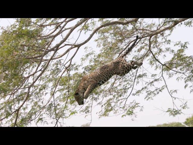 Brazil Photo Tour 2022 – Pantanal Moments and Rewinds – Leaping Jaguar - Caiman vs Jaguar