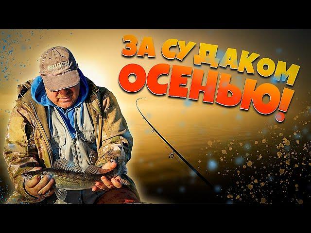 Ловля ХИЩНИКА или ОСЕННИЙ ТРОЛЛИНГ в октябре! #рыбалка #троллинг #ловляхищника