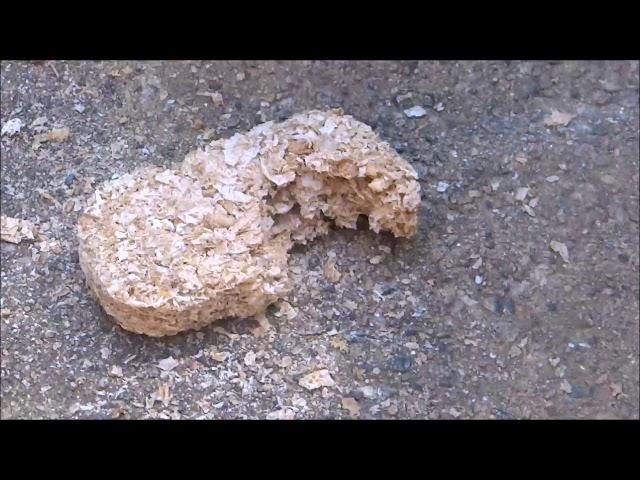 10 Hours of Hitting Weetabix with a Hammer