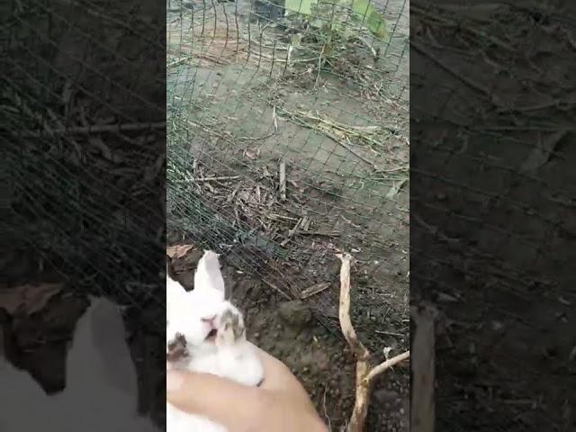 Rabbit baby, rabbits are going to bite