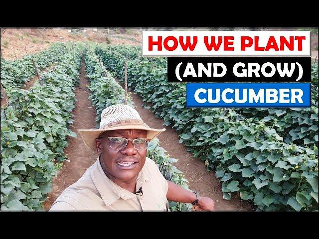 Vegetable Farming in Zambia: Sowing, Growing and First Harvest of our Cucumber Crop on Riverside 4