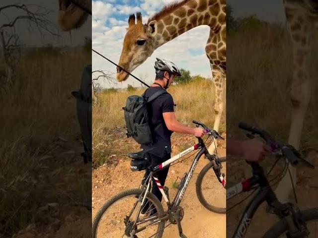 Man riding bike encounters a curios giraffe...