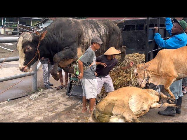 KUMPULAN SAPI LUCU NGAMUK TURUN DARI TRUK 2024 ‼️