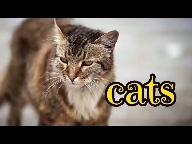 Cats  Urban Wildlife | Animal Science